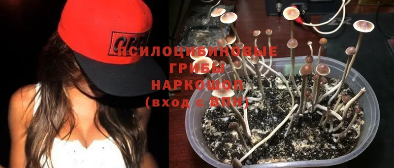 Галлюциногенные грибы Magic Shrooms  купить наркотик  Кубинка 